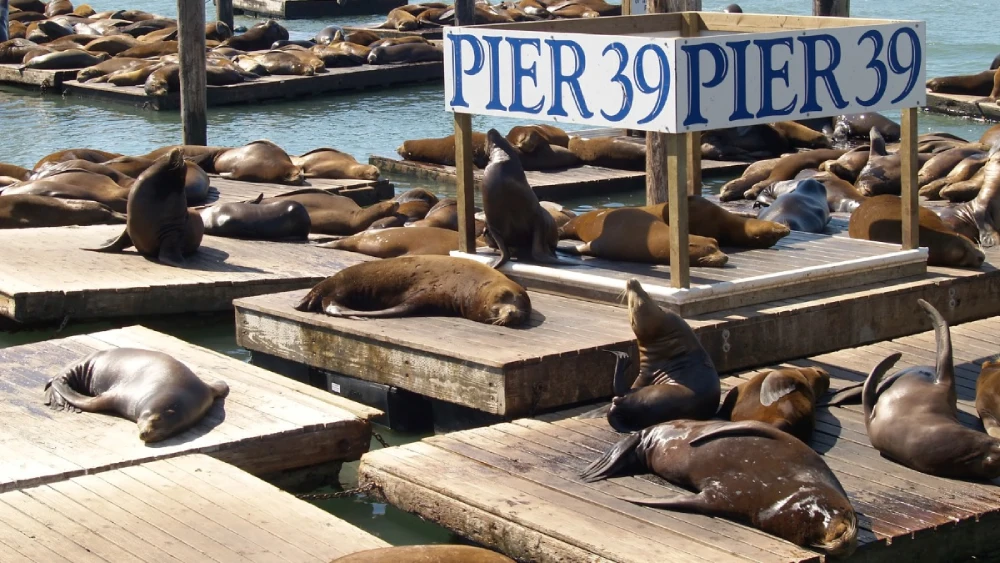 California sea lions at Pier 39 California sea lions at Pier 39